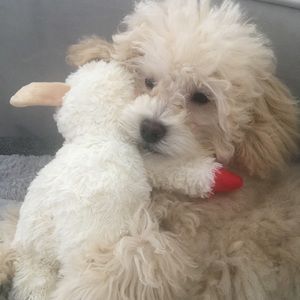 Meet your Posher, Jada